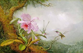 Hummingbirds and Orchids