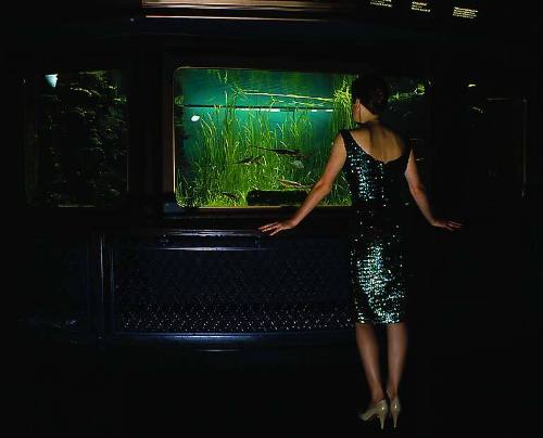 In the Shedd Aquarium