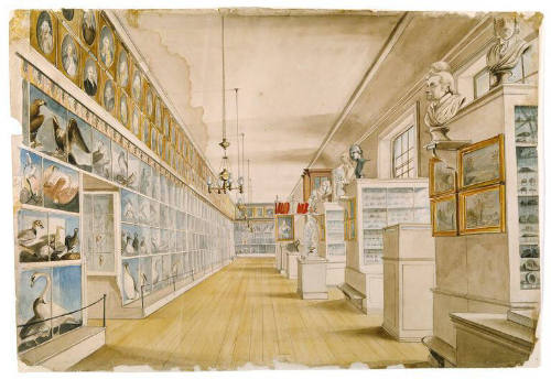 The Long Room, Interior of Front Room in Peale's Museum
